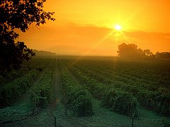 Vineyard, Napa Valley, California